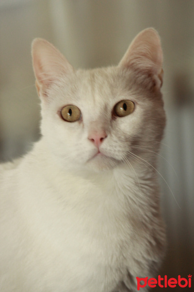 Ankara Kedisi, Kedi  maya fotoğrafı