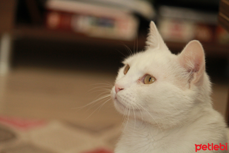 Ankara Kedisi, Kedi  maya fotoğrafı