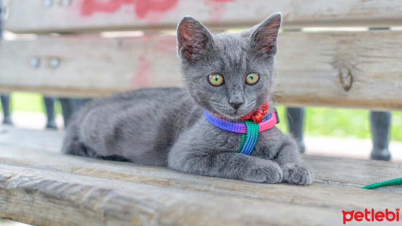 Mavi Rus, Kedi  Tom,Thomas fotoğrafı