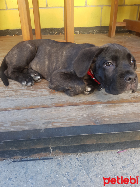 Cane Corso Italiano, Köpek  luca fotoğrafı