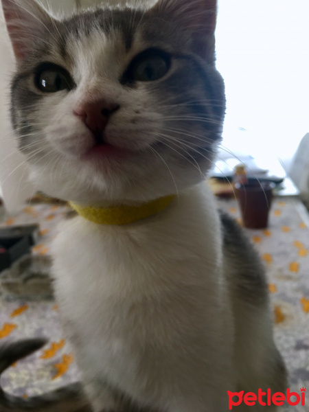 Tekir Kedi, Kedi  Pati fotoğrafı