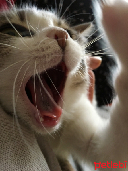 Tekir Kedi, Kedi  Pati fotoğrafı