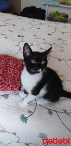 Mavi Rus, Kedi  Max fotoğrafı