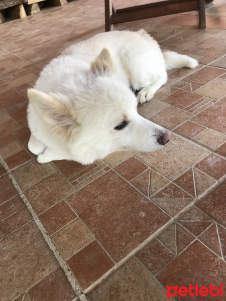 Alman Spanieli, Köpek  Peterez fotoğrafı