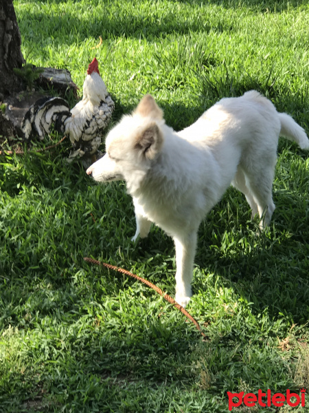 Alman Spanieli, Köpek  Peterez fotoğrafı