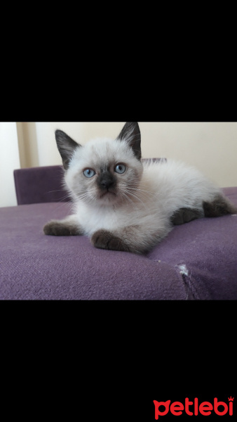 Siyam Kedisi, Kedi  Artur fotoğrafı