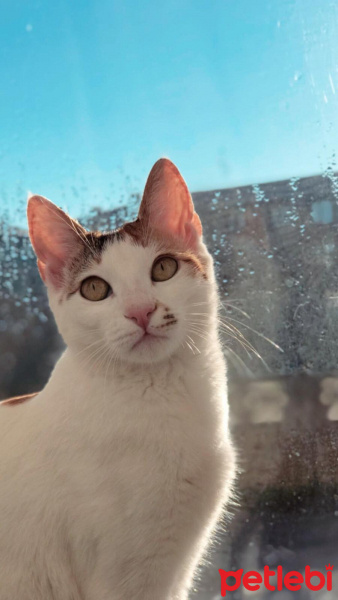 Tekir Kedi, Kedi  Ebiş fotoğrafı