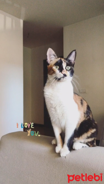 Tekir Kedi, Kedi  Lena fotoğrafı