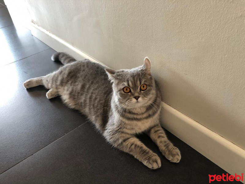 Scottish Fold, Kedi  Lila fotoğrafı