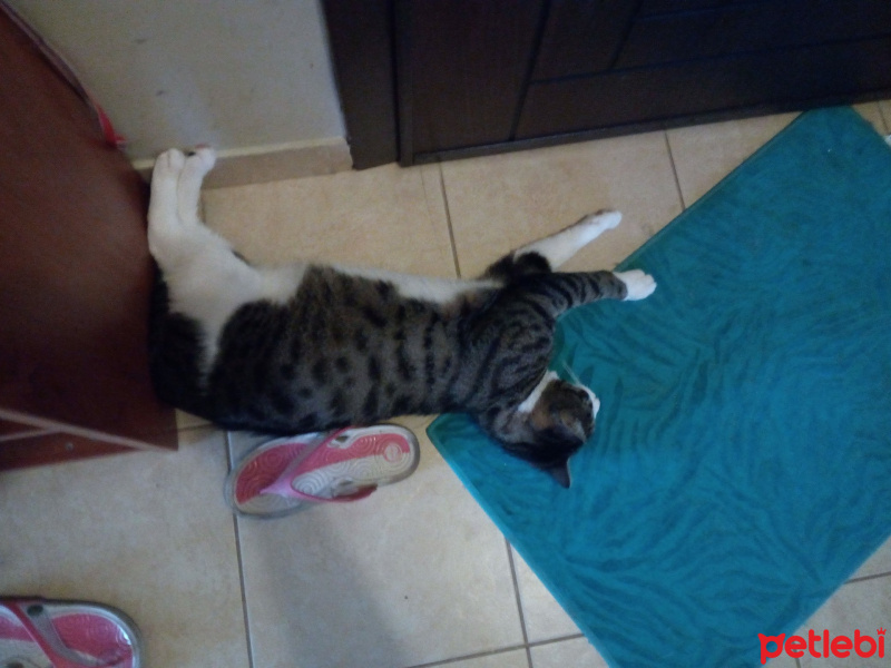 Tekir Kedi, Kedi  Şeker fotoğrafı