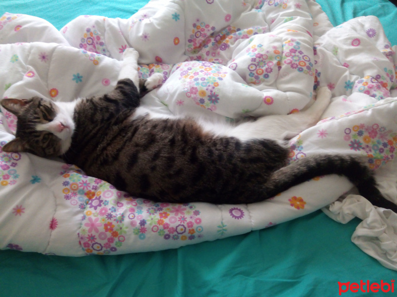 Tekir Kedi, Kedi  Şeker fotoğrafı
