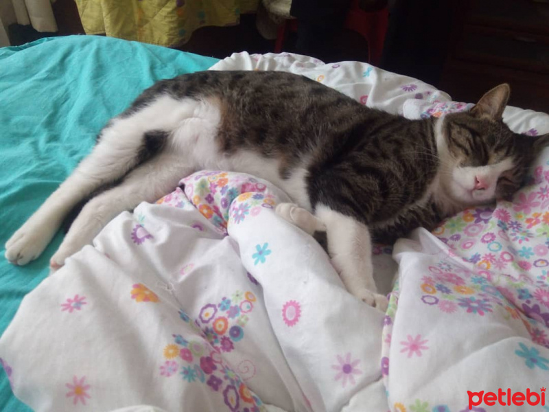 Tekir Kedi, Kedi  Şeker fotoğrafı