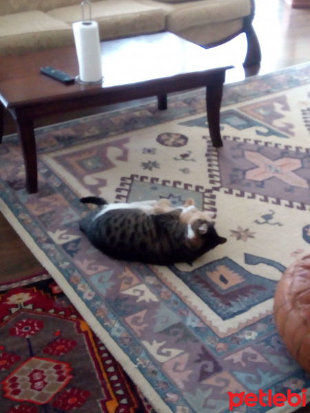 Tekir Kedi, Kedi  Şeker fotoğrafı