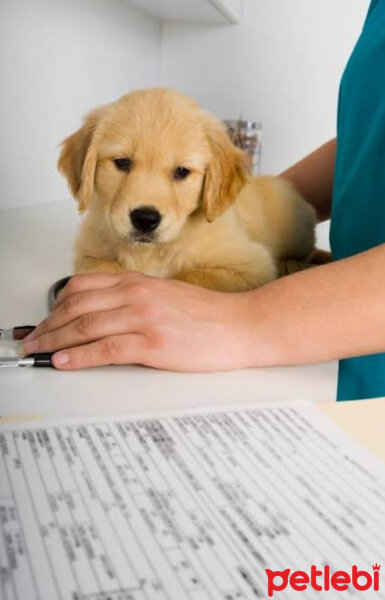 Golden Retriever, Köpek  Badem fotoğrafı