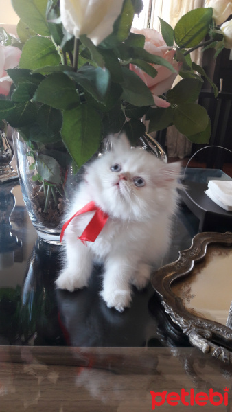İran Kedisi (Persian), Kedi  CAC fotoğrafı