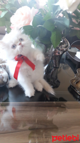 İran Kedisi (Persian), Kedi  CAC fotoğrafı