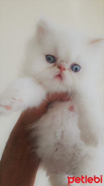 İran Kedisi (Persian), Kedi  CAC fotoğrafı