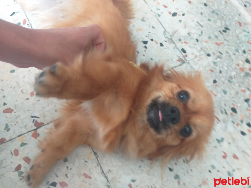 Pekingese, Köpek  Pekmez fotoğrafı