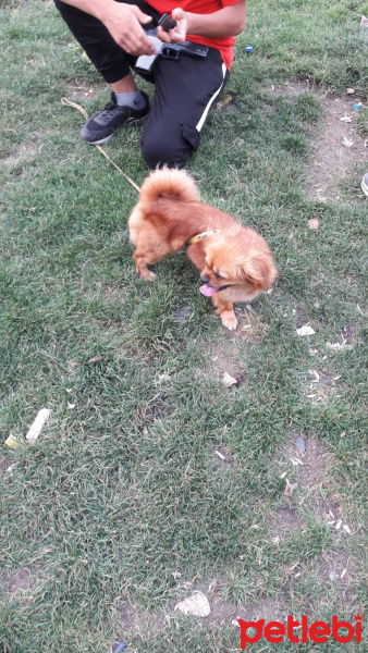 Pekingese, Köpek  Pekmez fotoğrafı