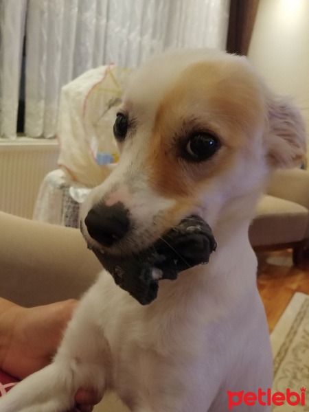 Jack Russell Terrier, Köpek  Beyaz fotoğrafı