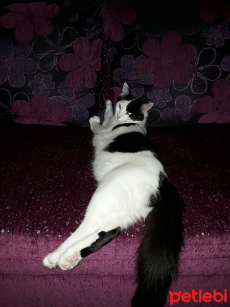 Tekir Kedi, Kedi  Pintos fotoğrafı
