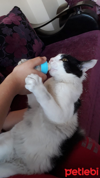 Tekir Kedi, Kedi  Pintos fotoğrafı