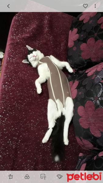 Tekir Kedi, Kedi  Pintos fotoğrafı