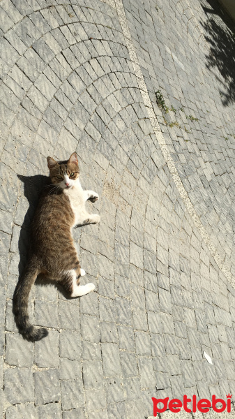 Tekir Kedi, Kedi  Karma fotoğrafı