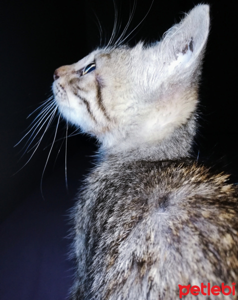 Tekir Kedi, Kedi  Mınımını fotoğrafı
