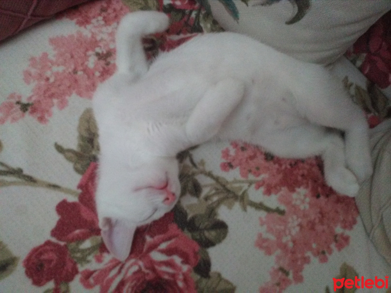 Tekir Kedi, Kedi  Sütlaç fotoğrafı