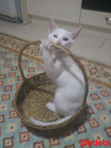 Tekir Kedi, Kedi  Sütlaç fotoğrafı