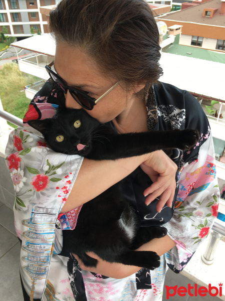 Bombay, Kedi  Zeytin fotoğrafı