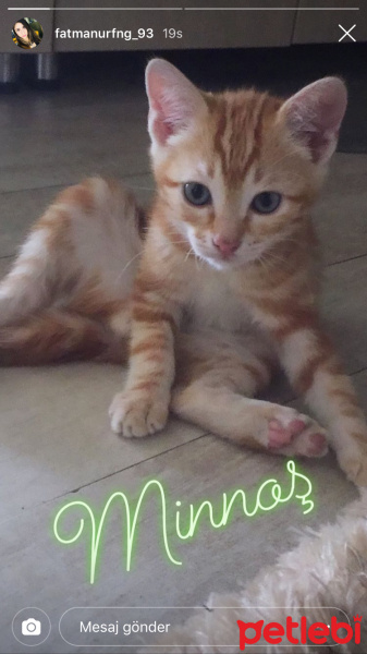 Sarman, Kedi  Legolas fotoğrafı
