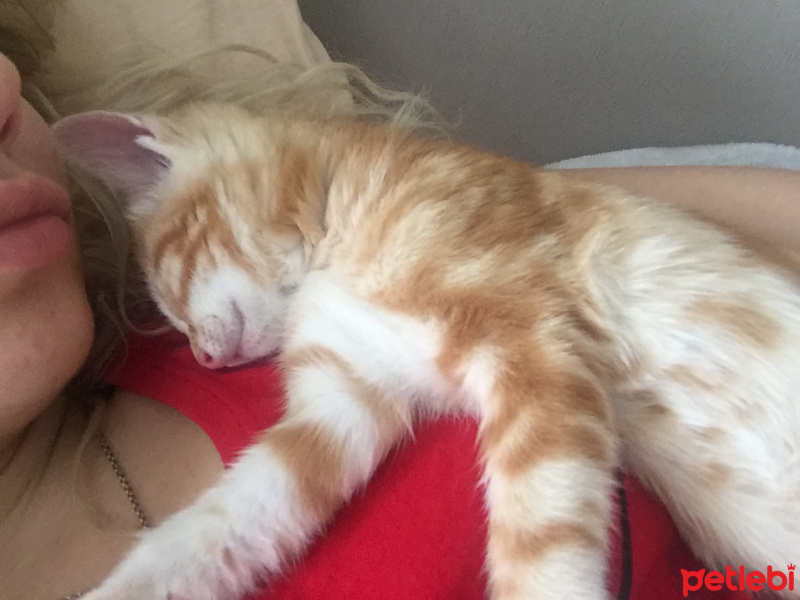Sarman, Kedi  Legolas fotoğrafı