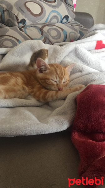 Sarman, Kedi  Legolas fotoğrafı