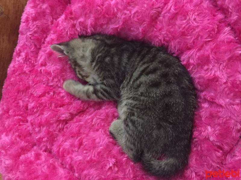 Tekir Kedi, Kedi  Duman fotoğrafı