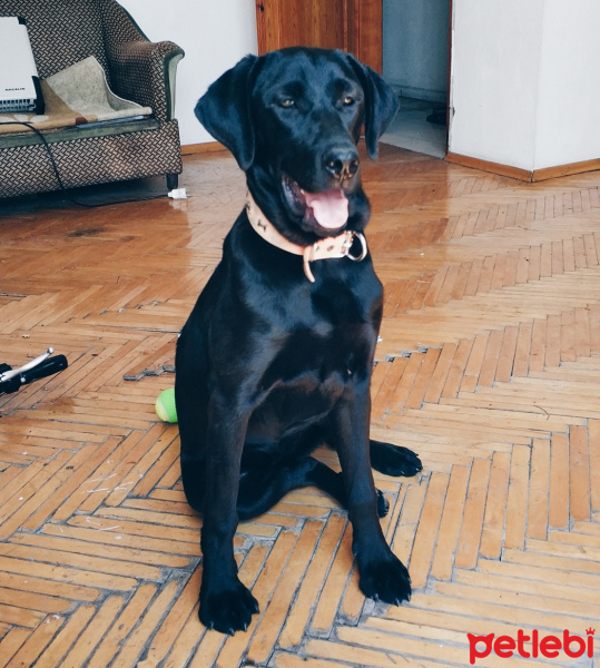 Labrador Retriever, Köpek  Pera fotoğrafı