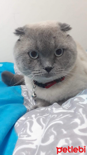 İran Kedisi (Persian), Kedi  Şakir bey fotoğrafı