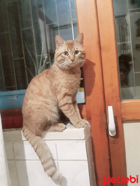 Sarman, Kedi  Tarçın fotoğrafı