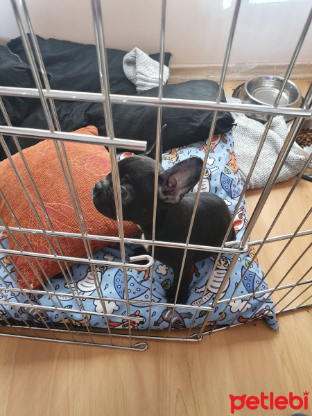 Fransız Bulldog, Köpek  tina fotoğrafı