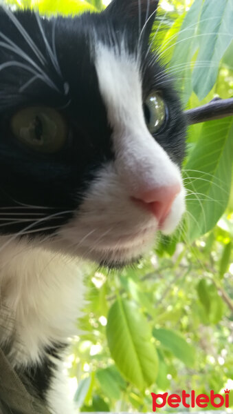 Tekir Kedi, Kedi  Kutsi Oğlan fotoğrafı