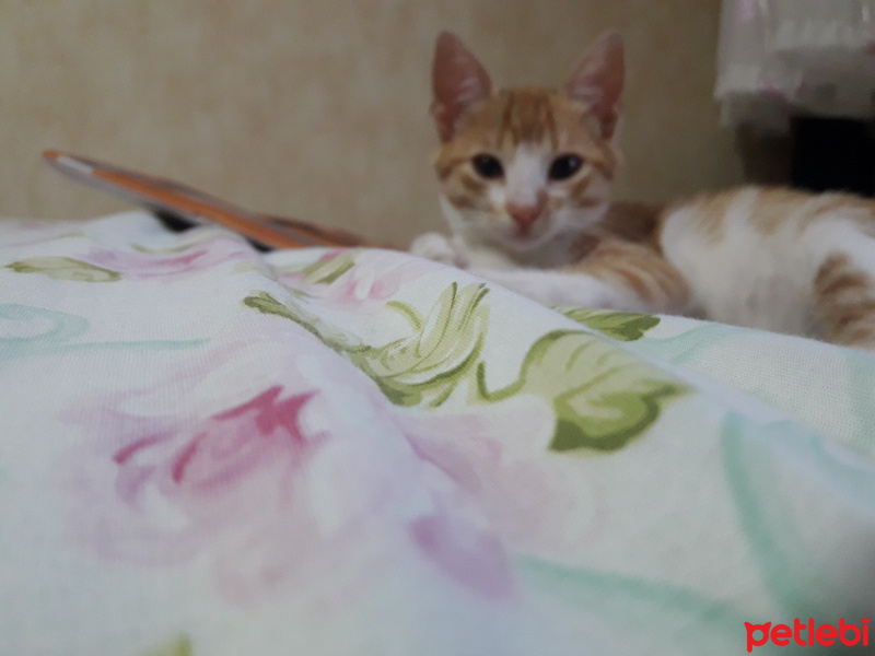 Tekir Kedi, Kedi  Bulut fotoğrafı