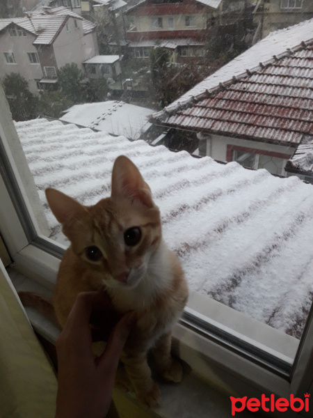 Tekir Kedi, Kedi  Pars fotoğrafı
