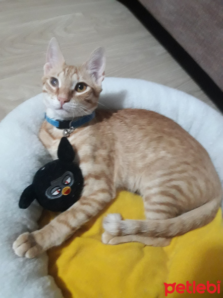 Tekir Kedi, Kedi  Pars fotoğrafı