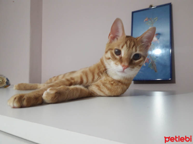 Tekir Kedi, Kedi  Pars fotoğrafı