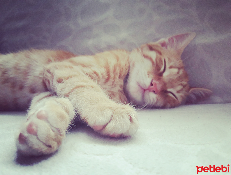 Tekir Kedi, Kedi  Pars fotoğrafı