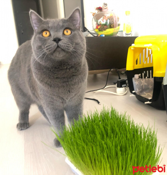 British Shorthair, Kedi  Kafka fotoğrafı