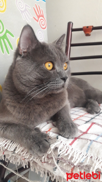British Shorthair, Kedi  Kafka fotoğrafı