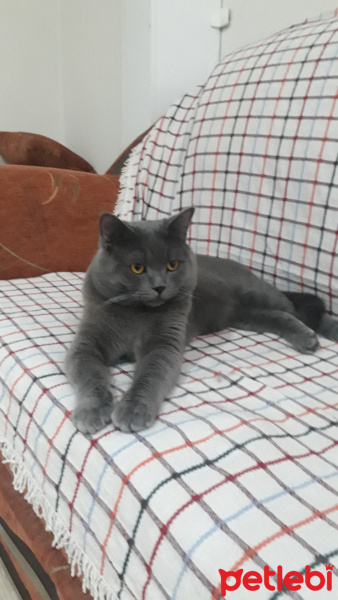 British Shorthair, Kedi  Kafka fotoğrafı