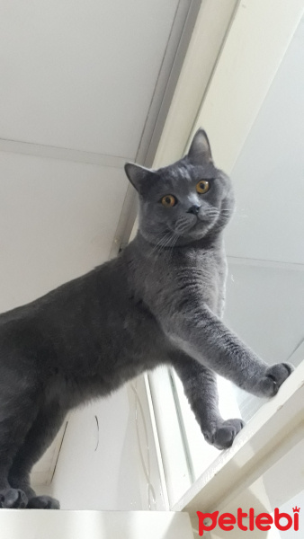 British Shorthair, Kedi  Kafka fotoğrafı